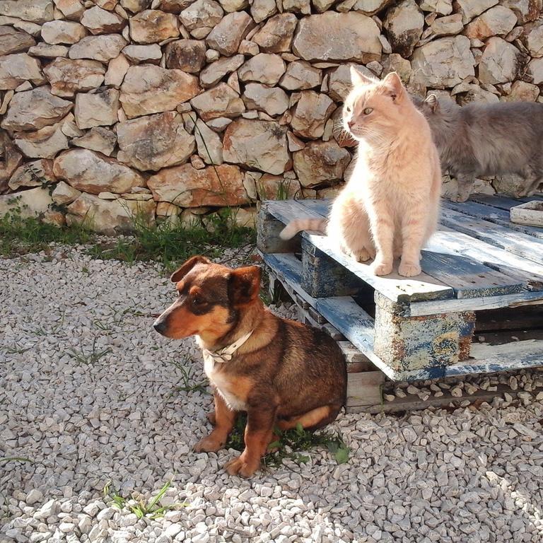 Badde Cubas Bed and breakfast Usini